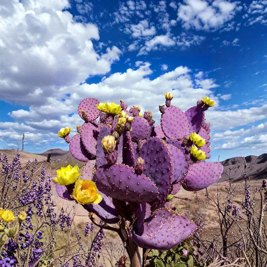 Purple Prickly Pear Cactus Seeds – Opuntia santarita 10 Seeds | Rare Santa Rita Variety | Edible Fruit  Vibrant Purple Pads | Drought Hardy | Desert Landscape Favorite