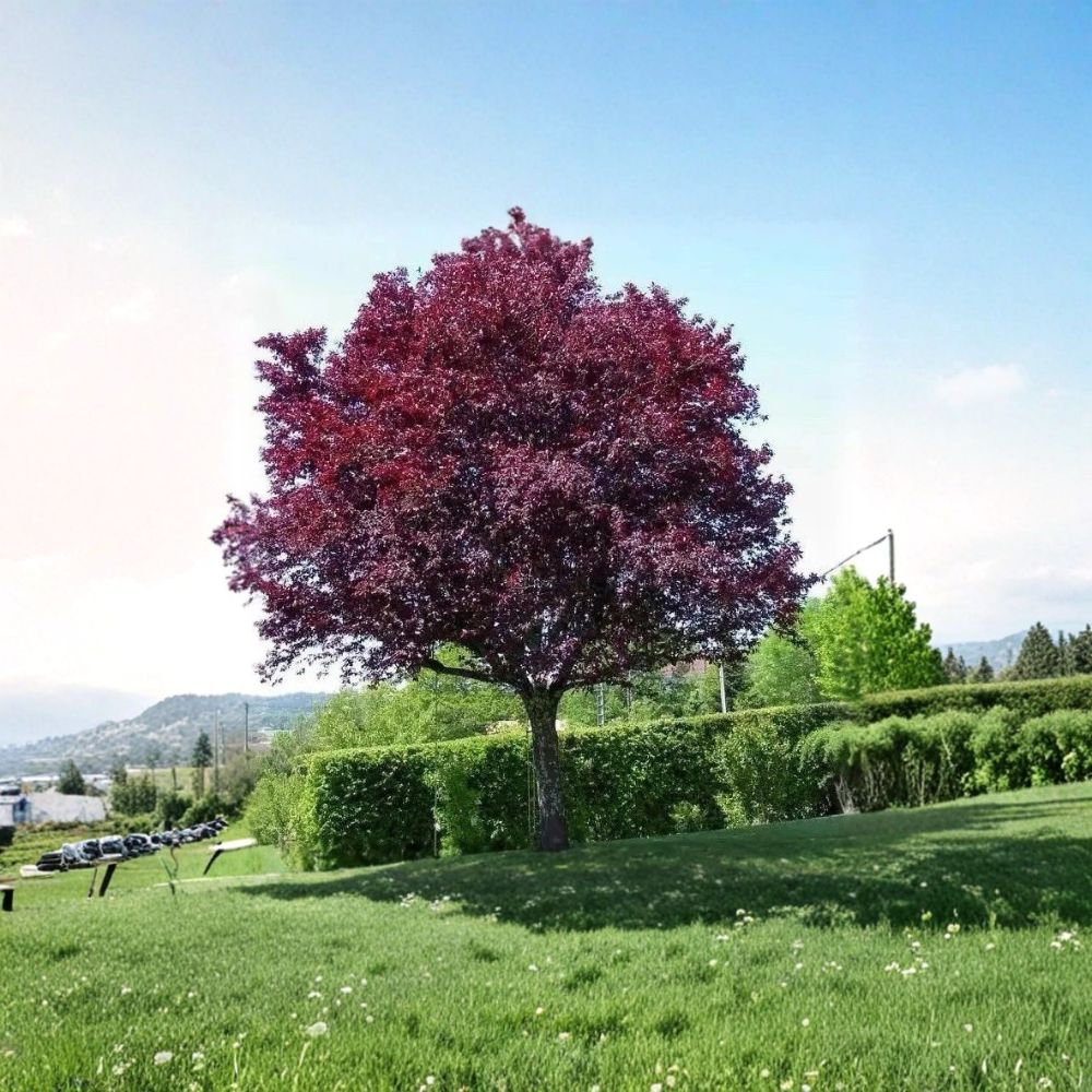 Purple Leaf Plum Trees – Prunus cerasifera Live Bare Root (2 Pack) | 2 Ft Tall | Cistena Sand Cherry | Fast Growing Ornamental Tree