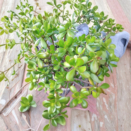 Jade Plant Cuttings – 15 Pack | Crassula Ovata Succulent | Money Tree Starter Cuttings | Easy to Grow Bulk Lot