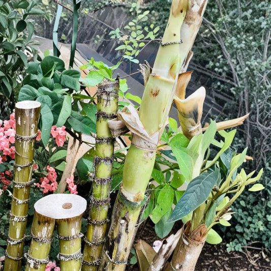 Green Sugarcane Cuttings – 3 Pack | Sweet Juicy Variety | Fresh Live Plant Starter | Easy to Grow