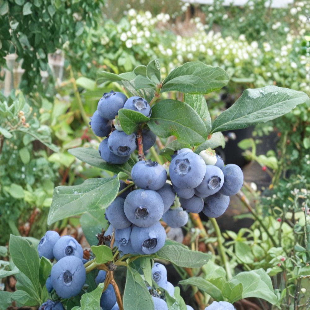 Brightwell Blueberry Plant – Rabbiteye Live Berry Bush | 1 Gallon Pot | 24–30 Inches Tall | Sweet Fruit | Heat Tolerant Garden Plant