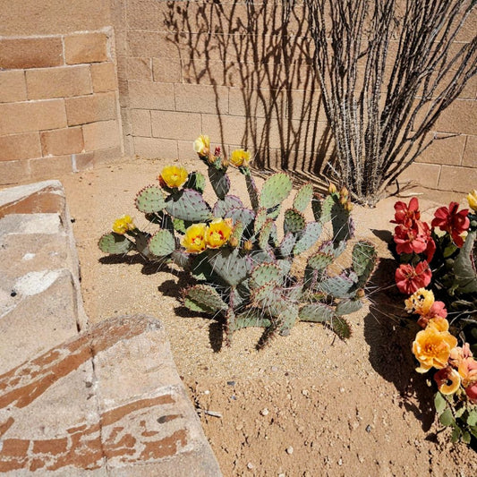 Black Spine Prickly Pear – Opuntia macrocentra Live Cactus Pad Cutting | 3–6 Inches | Striking Dark Spines  Rare Opuntia | Full Sun Lover | Easy to Root