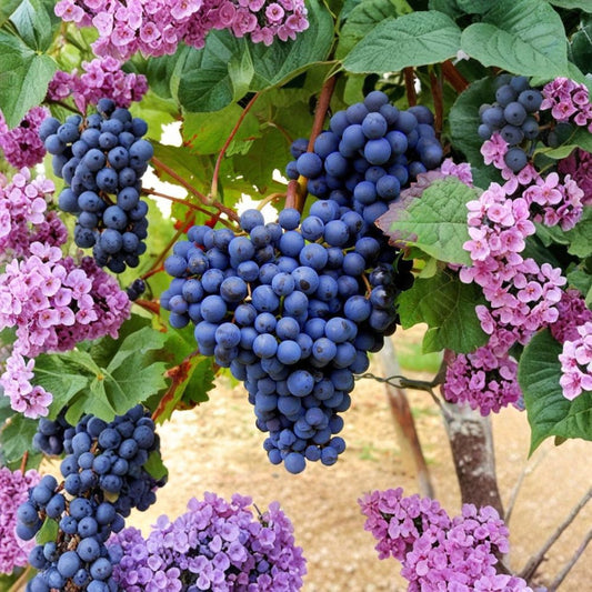Blueberry Flavor Grape Cuttings – 10 Fresh Stems | Rare Sweet Fruit Vine | 2–3 Nodes | Ready for Rooting | Unique Variety