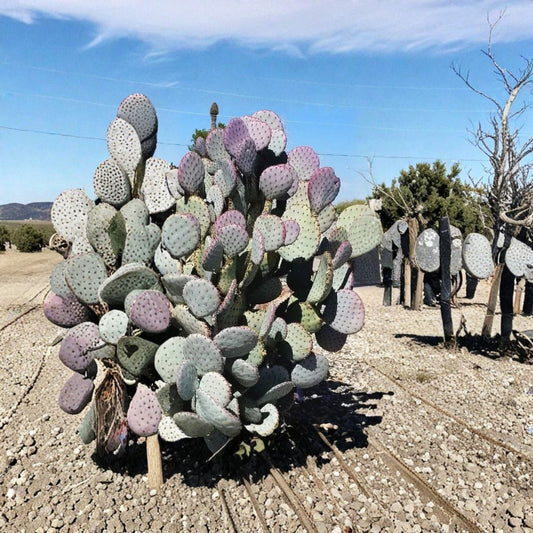 Santa Rita Purple Prickly Pear – Opuntia violacea 3 Cut Pads | 5–6 Inches Each | Arizona Grown  Cold Hardy Purple Cactus | Drought Tolerant | Striking Landscape Plant