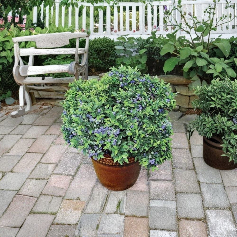 Top Hat Dwarf Blueberry – Vaccinium ‘Top Hat’ Live Plant | 1 Quart Grow Bag | Compact Berry Bush | Container Garden Friendly