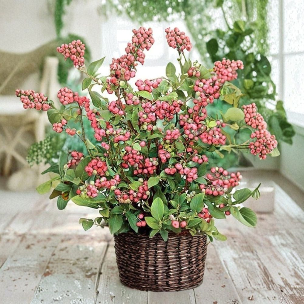 Pink Lemonade Blueberry Plant – Vaccinium Rabbiteye Live Plant | 3–8 Inches Tall | Unique Pink Berry Bush | Garden & Container Friendly