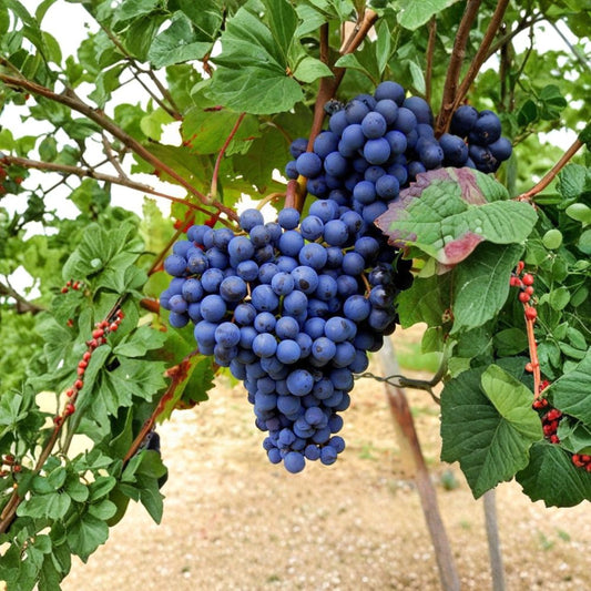 Blueberry Flavor Grape Cuttings – 10 Pack | Rare Sweet Grape Vine | 2–3 Node Fresh Cuttings | Easy Rooting Fruit Plant
