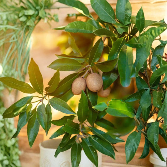 Sapodilla Tree – Manilkara zapota 2–3 Ft Live Tree | Ready to Fruit | Evergreen Tropical  Sweet Pear-Like Flavor | Wind & Drought Resistant | Long-Lived Tree