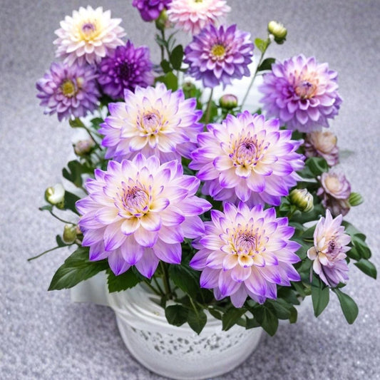 Ferncliff Illusion Dahlia – 3 Tubers | Soft Lavender & Cream Dinnerplate Blooms | Cut Flower Garden Favorite