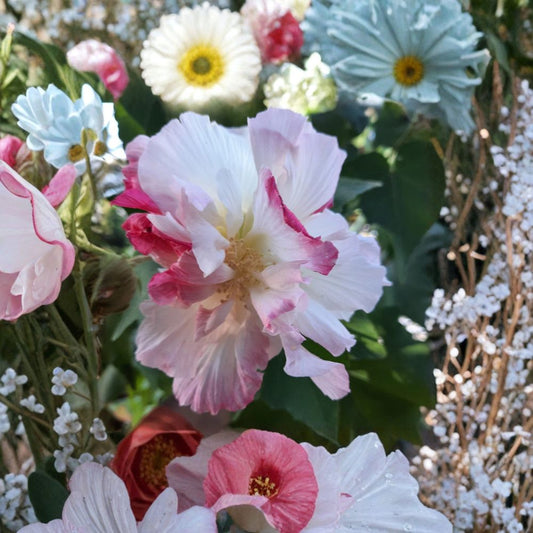 Confederate Rose Cuttings – Hibiscus mutabilis Unrooted (5 Pack) | 6–8 Inch Stems | Double Bloom Flowering Shrub | Color Changing Flowers