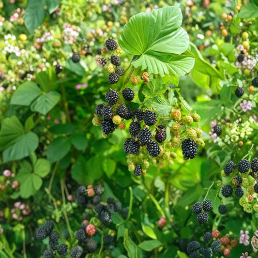 Navaho Thornless Blackberry Plants – Rubus ‘Navaho’ Starter Plugs | Set of 3 | Sweet Firm Berries | Upright Variety | Bare Root Garden Fruit