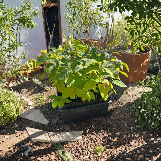 Honeyhart Cherimoya Tree – Annona cherimola Live Plant | 10–14 Inches Tall | Tropical Custard Apple Fruit Tree | Rare Exotic Plant