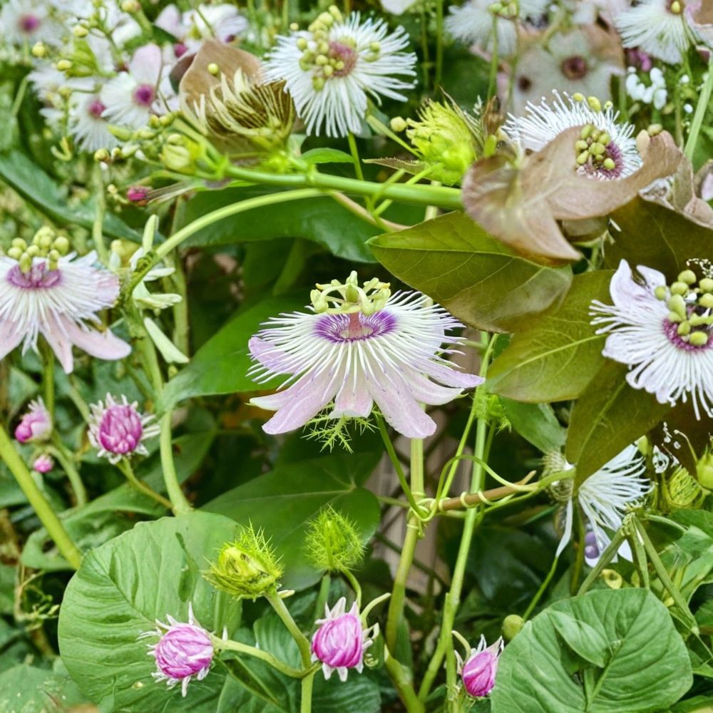 Passiflora Vine Cuttings – 10 Unrooted Stems 5–7 Inches | Passionflower Butterfly Host Plant | Tropical Flowering Vine Starter