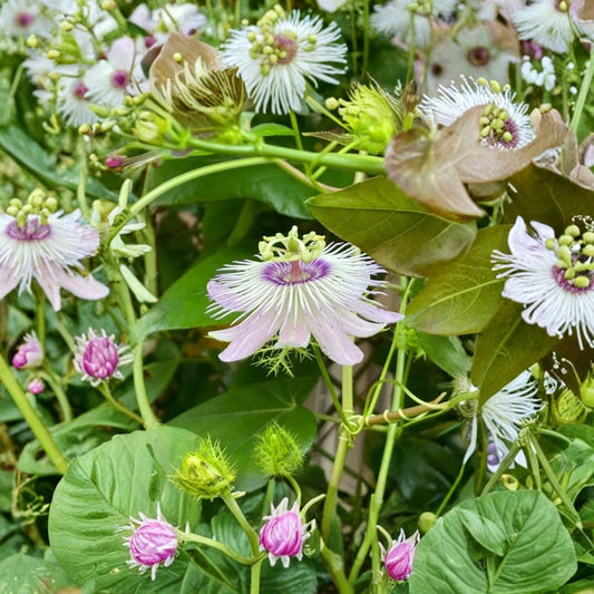 Passiflora Vine Cuttings – 10 Unrooted Stems 5–7 Inches | Passionflower Butterfly Host Plant | Tropical Flowering Vine Starter