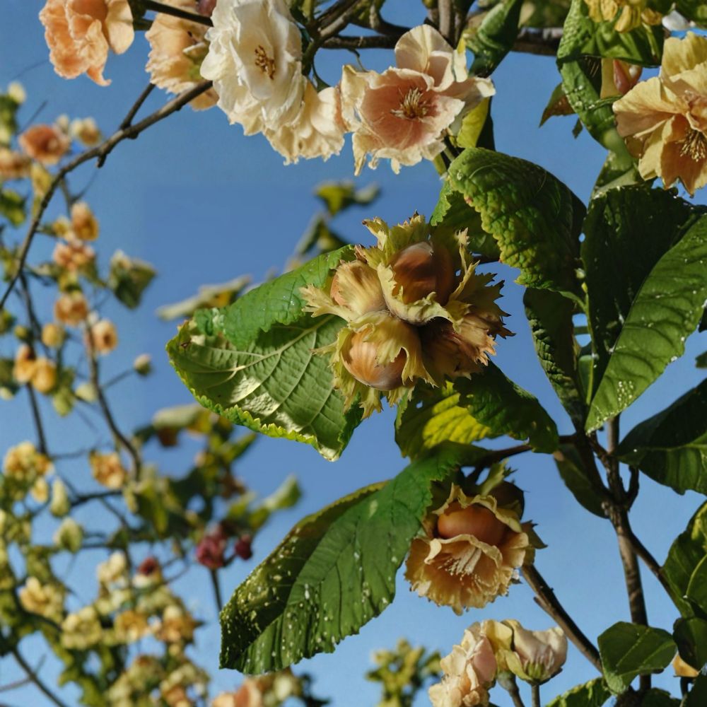 American Hazelnut Tree – Corylus americana Live Bare Root | 12–24 Inch Tall | Native Nut Tree | Edible Landscape Plant | Wildlife Friendly