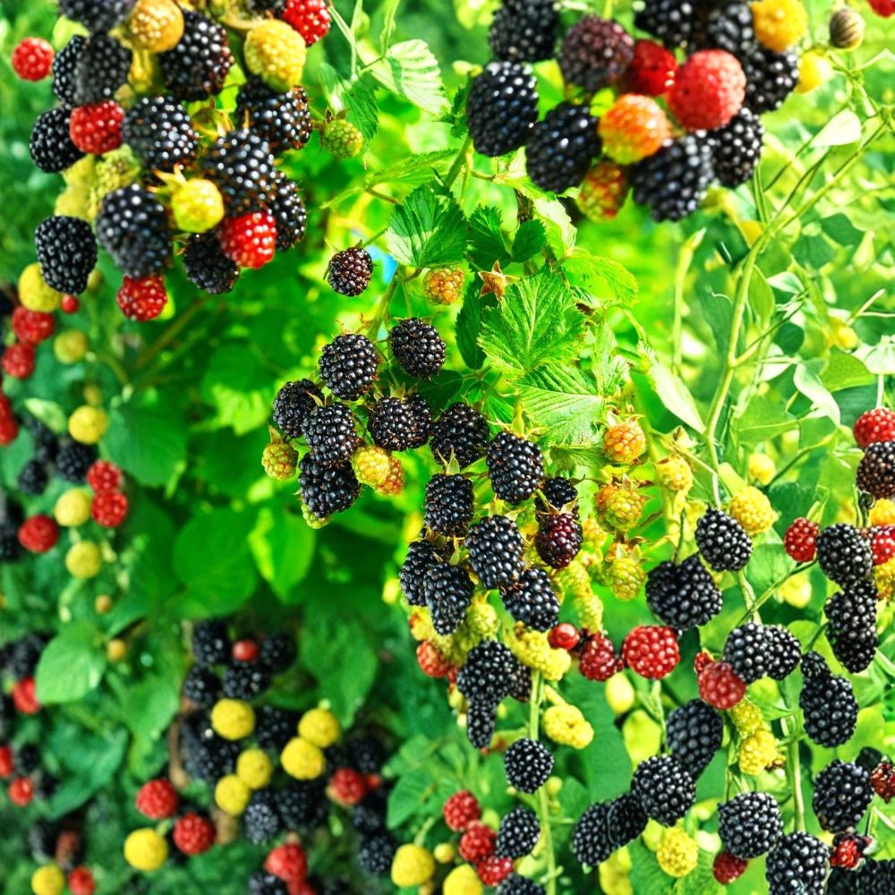 Kiowa Blackberry Plants – Rubus ‘Kiowa’ Starter Plugs | Set of 5 | Large Sweet-Tart Berries | High-Yield Variety | Bare Root Garden Fruit
