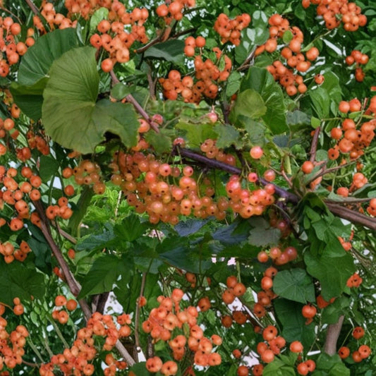 Pink Champagne Currant Cuttings – 8 Fresh Ribes rubrum Cuttings | 4–6 Inch Dormant Cuttings | Edible Berry Plant | Garden Propagation