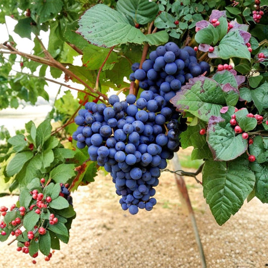 Blueberry Flavor Grape Cuttings – Vitis spp. Unrooted (10 Pack) | Rare Variety | 4–5 Inch Stems | Unique Fruit Vine | Easy Propagation