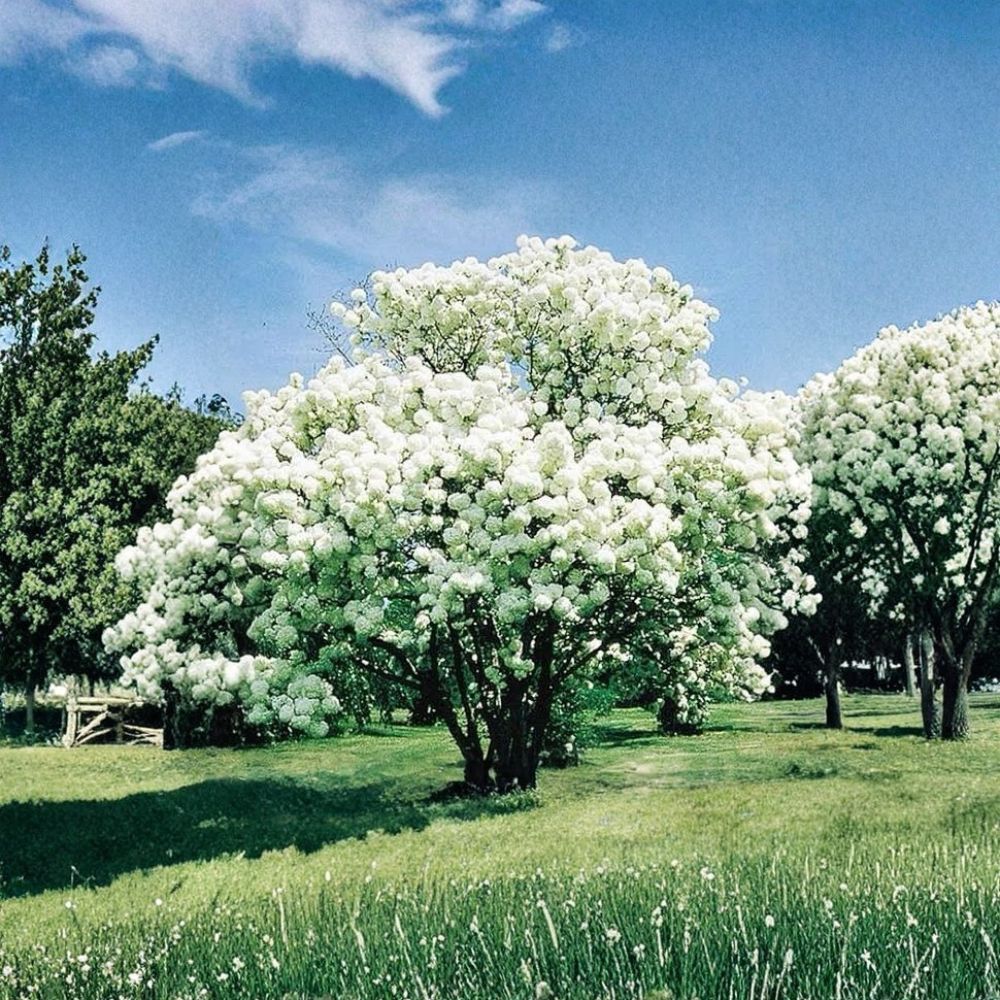 Snowball Bush – Viburnum opulus ‘Roseum’ Live Bare Root | 2 Ft Tall | White Flowering Shrub | Large Bloom Clusters | Hardy Landscape Plant