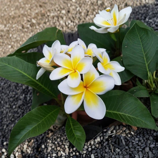Yellow Plumeria Cutting – 10 Inch Single Head | Frangipani Unrooted Cutting | Tropical Flowering Plant | Fresh Hawaii Grown