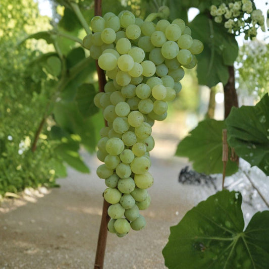 Sweet Seedless Grape Vine – 15 Inch Live Plant with Pot | Rooted Cutting from Mature Vine | Green Grape Plant | Ready to Plant Garden Vine