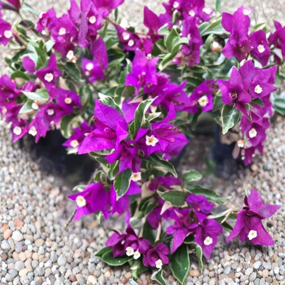 Blueberry Ice Bougainvillea – Bougainvillea ‘Blueberry Ice’ Live Vine | 4–6 Inches Tall | Tropical Flowering Climbing Plant | Ships No Pot