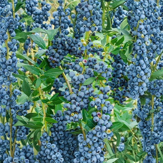 O’Neal Blueberry Plant – Vaccinium corymbosum Southern Highbush | 4–7 Inches Tall | Sweet Berry Bush | Garden Fruit Plant