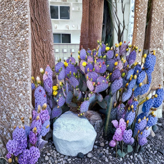 Santa Rita Purple Prickly Pear – Opuntia santa-rita 20 Seeds | Rare Purple Cactus | Hardy & Drought Tolerant  Edible Prickly Pear Fruit | Fast Growing | Desert Landscape Favorite