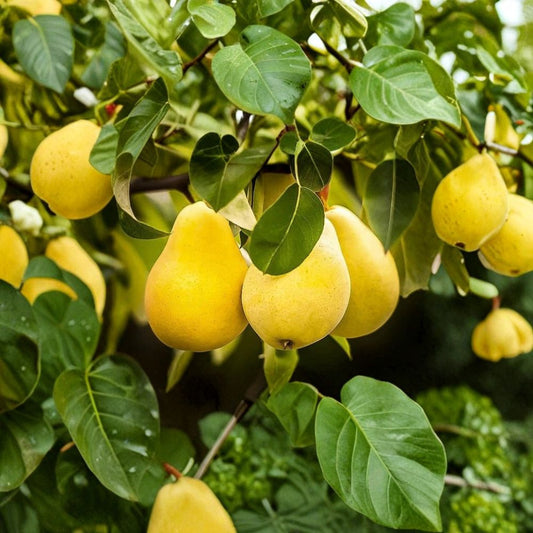 Kieffer Pear Seeds – Pyrus communis 5 + 1 Free Seeds | Sweet Juicy Fruit | Hardy Variety  Self-Pollinating | Late Harvest | Disease Resistant