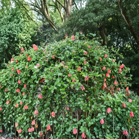 Coral Honeysuckle Cuttings – 8+ Major Wheeler Lonicera sempervirens | Hummingbird Vine | Butterfly Garden Plant | Climbing Flower Vine