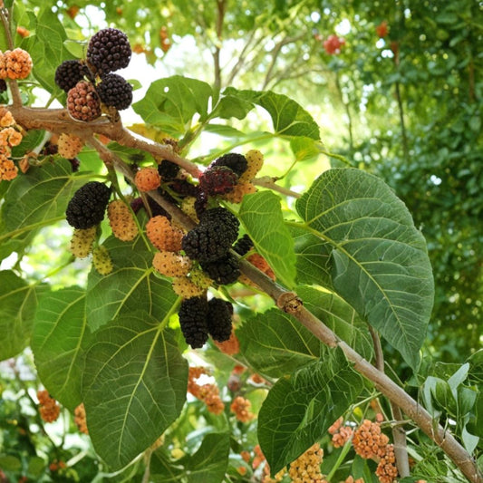 Black Mulberry Tree Cuttings – Morus nigra Propagation Wood | 30 Fresh Cuttings | Large Sweet Fruit Variety | DIY Fruit Tree Growing