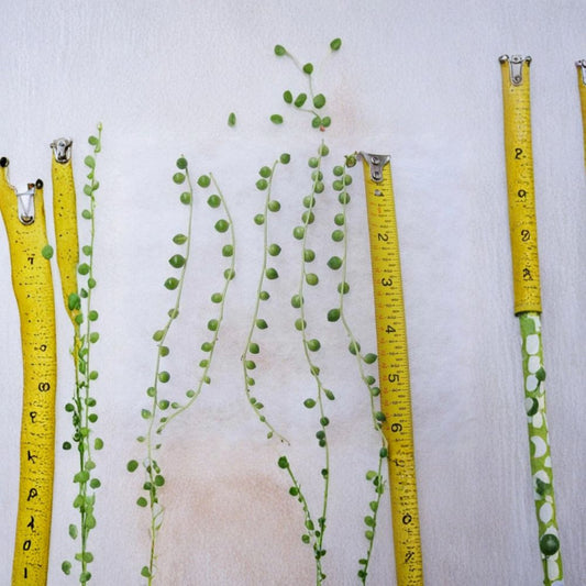 String of Pearls Cuttings – Senecio Rowleyanus Succulent | 5 Unrooted 4+ Inch Trailing Cuttings | Hanging Succulent Plant | Easy Care