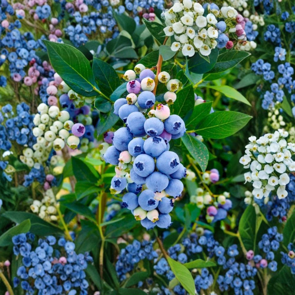 Misty Blueberry Starter Plants – Vaccinium ‘Misty’ Live Fruit Bush | Set of 4 Plants | 4–8 Inches Tall | Early Season Southern Highbush Berry