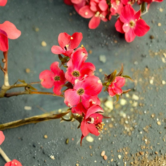 Red Flowering Dogwood Cuttings – 3 Unrooted Stems 8–10 Inches | Cornus florida rubra | Native Ornamental Tree | Wildlife Friendly