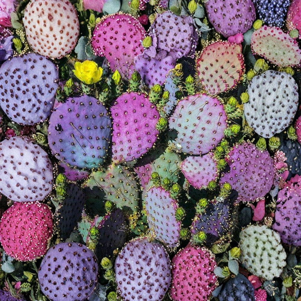 Purple Prickly Pear – Opuntia ‘Santa Rita’ Cactus Seeds | High Germination Rate | Easy Instructions Included  Rare Purple Pads | Edible Fruit | Hardy Desert Plant