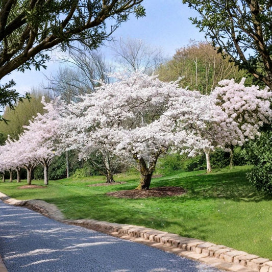 Yoshino Cherry Tree – Prunus × yedoensis Live Bare Root | 2 Ft Tall | Pink & White Spring Blooms | Ornamental Flowering Tree