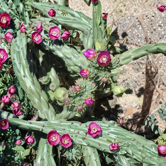 Jumping Cholla Cactus (Cylindropuntia imbricata) – 2 Cuttings (4–8 Inches) | Hardy Desert Cactus | Drought Tolerant Succulent