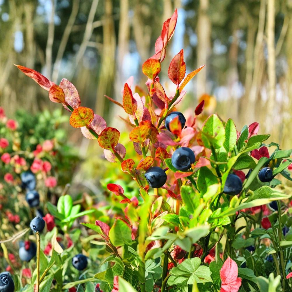 Sweetheart Blueberry Plant – Live Highbush Berry Bush | 1 Gallon Pot | Two Harvests Per Year | Sweet Fruit | Garden & Container Friendly
