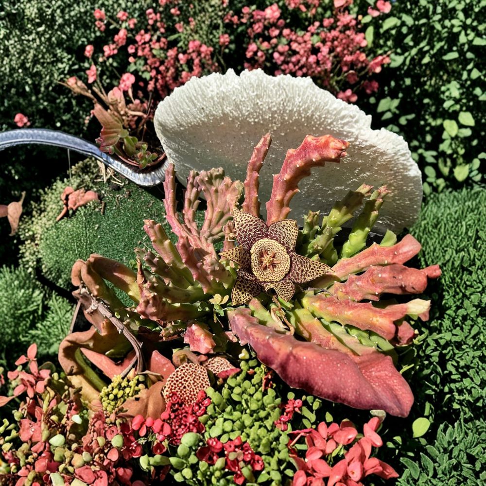 Stapelia Variegated Starfish Flower – Orbea variegata Cuttings | Pack of 5 Unrooted 4–5 Inch Succulent Cuttings | Rare Exotic Plant | Easy to Grow