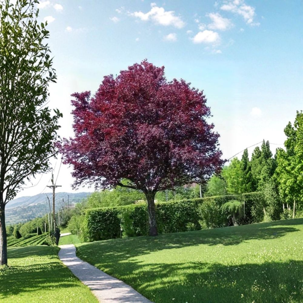 Purple Leaf Plum Tree – Prunus cerasifera Live Bare Root (2 Pack) | 2 Ft Tall | Fast Growing Ornamental | Cistena Sand Cherry | Vibrant Landscape Tree