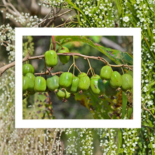Mini Kiwi Cuttings – 5 Unrooted Stems | Self-Fertile Hardy Kiwi Vine | Rare Fruit Plant | Ready for Rooting or Grafting