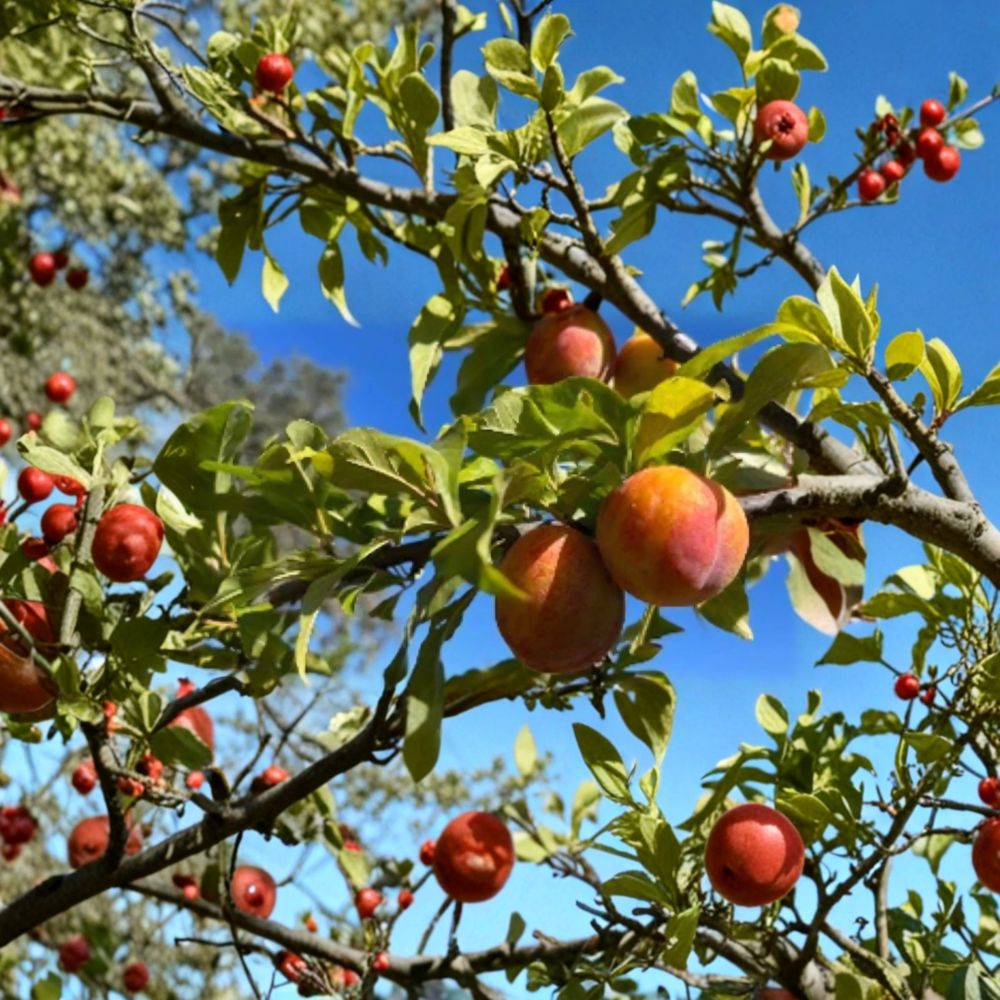 Flavor Supreme Pluot Tree – Prunus salicina x armeniaca Live Plant | 2–3 Ft Tall | Grafted-Style Cutting Grown | Sweet Hybrid Fruit Tree