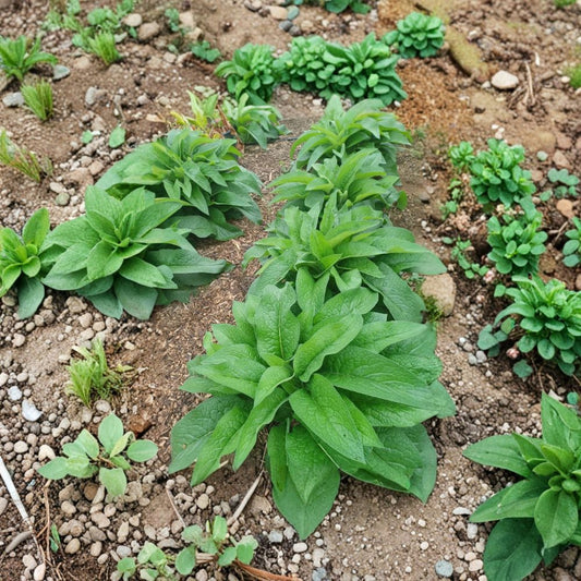 Russian Comfrey Root Cuttings – 10 Bocking 14 Rhizomes | Symphytum uplandicum | Organic Live Roots | Permaculture Plant | Garden Fertilizer Plant