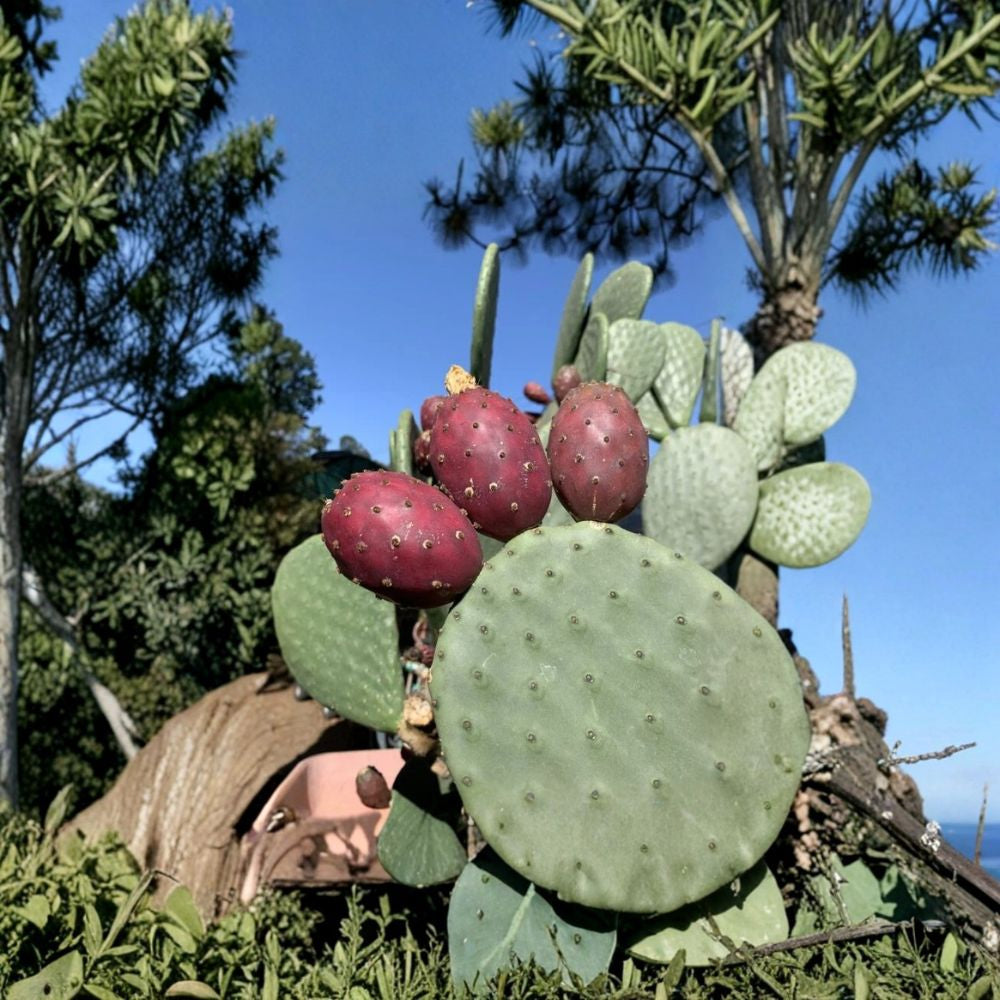 Prickly Pear Cactus – Opuntia ficus-indica 10 Seeds | Large Red Fruit Variety | Exotic & Cold Hardy  Edible Cactus Fruit | Drought Tolerant | Container Friendly