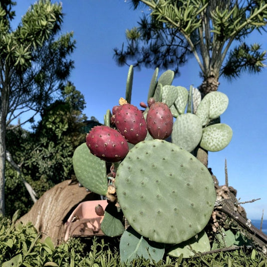 Prickly Pear Cactus – Opuntia ficus-indica 10 Seeds | Large Red Fruit Variety | Exotic & Cold Hardy  Edible Cactus Fruit | Drought Tolerant | Container Friendly