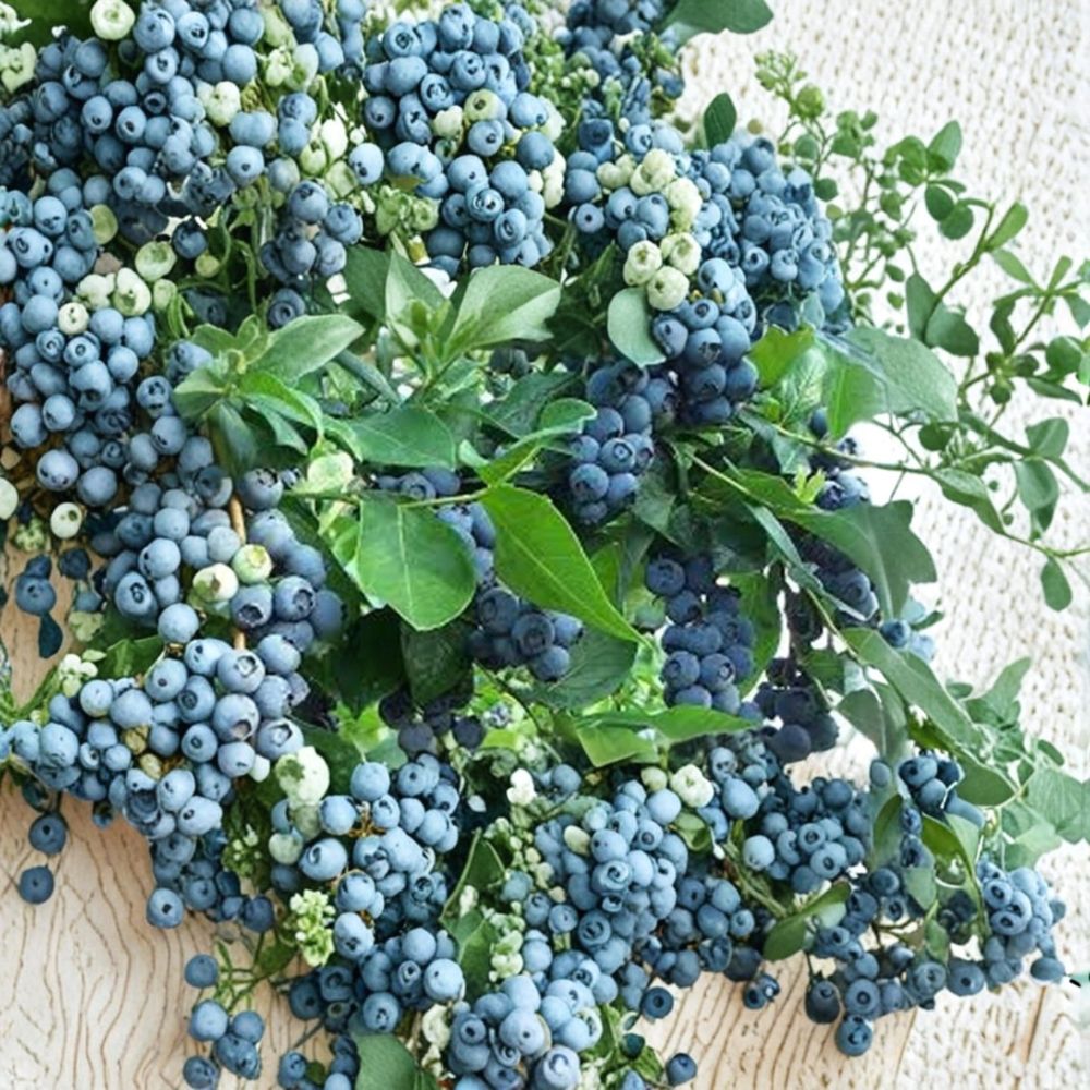 Jubilee Blueberry Plant – Southern Highbush Live Berry Bush | Healthy Rooted Plant | Mid-Season Fruit | Heat Tolerant Garden Plant