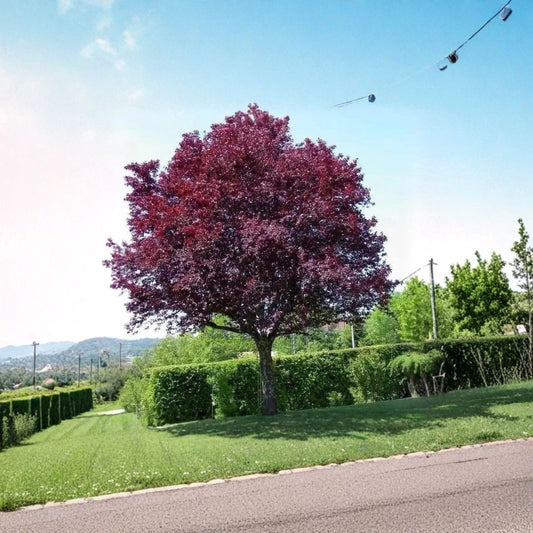 Purple Leaf Plum Trees – 2 Live Plants | Prunus Cistena Sand Cherry | 2–3 Ft Bare Root Trees | Fast Growing Ornamental
