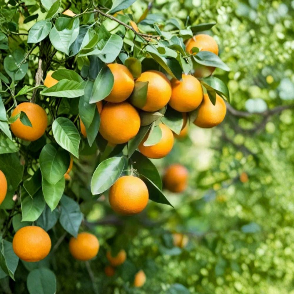 Pineapple Orange Tree – Citrus sinensis Live Grafted Plant | 2–3 Feet Tall | 1 Gallon Pot Citrus Tree | Sweet Fruit for Patio & Garden