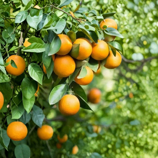 Pineapple Orange Tree – Citrus sinensis Live Grafted Plant | 2–3 Feet Tall | 1 Gallon Pot Citrus Tree | Sweet Fruit for Patio & Garden