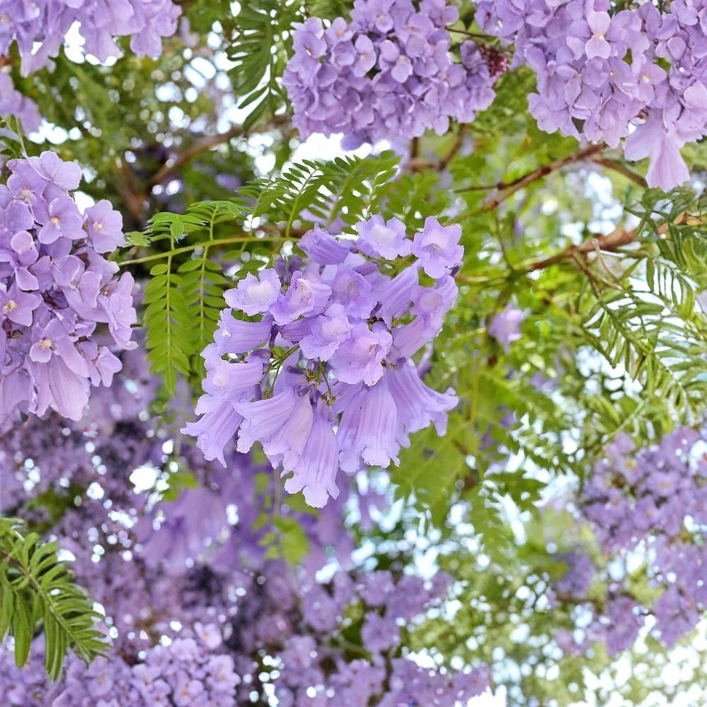 Jacaranda Tree – Jacaranda mimosifolia Live Plant | 6–10 Inches Tall | Purple Blue Flowering Tree | Fast Growing Ornamental | Tropical Landscape